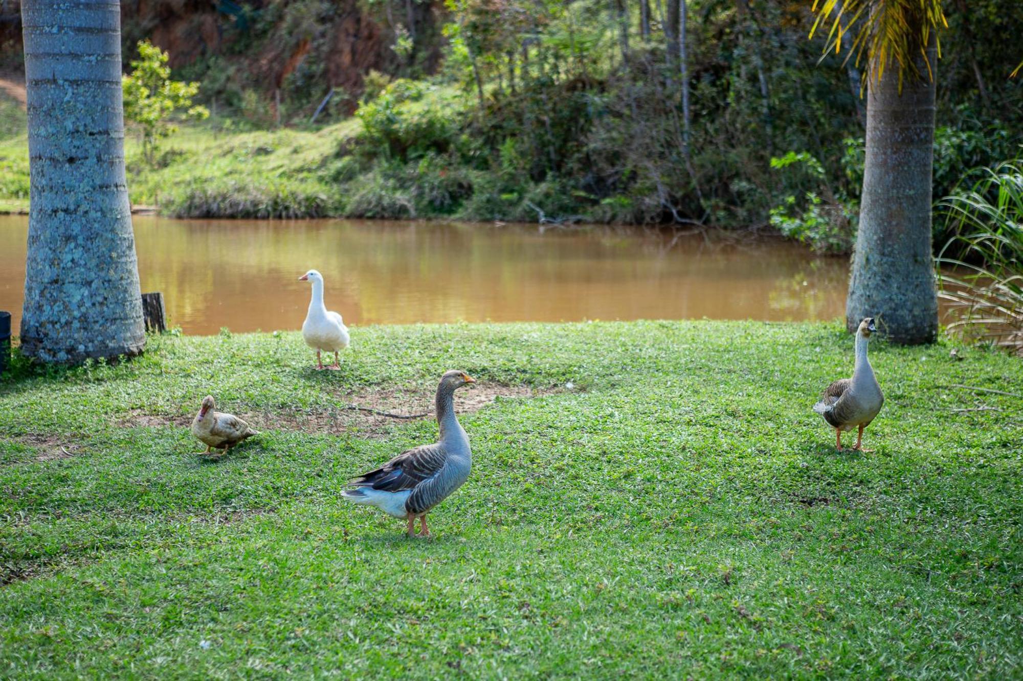 Fazenda Hotel Alvorada Santos Dumont Luaran gambar